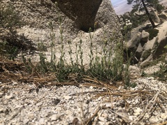 Carlquistia muirii