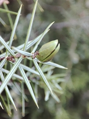 Oligotrophus juniperinus