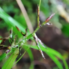Scleria secans
