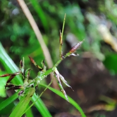 Scleria secans