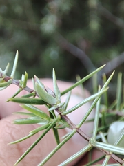 Oligotrophus juniperinus