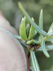 Oligotrophus juniperinus