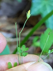 Oxalis florida