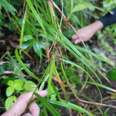 Scleria secans