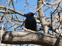 Sturnus unicolor
