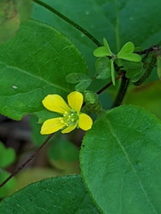 Oxalis florida