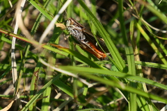 Stenobothrus rubicundulus
