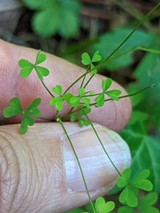 Oxalis florida