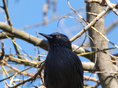 Sturnus unicolor