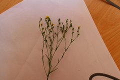 Linum