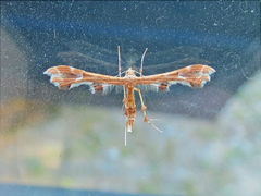 Geina periscelidactylus