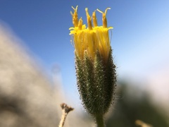 Carlquistia muirii