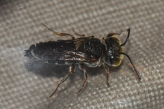Coelioxys modestus