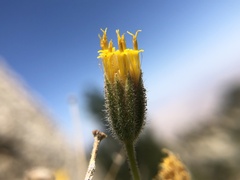 Carlquistia muirii
