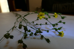 Linum