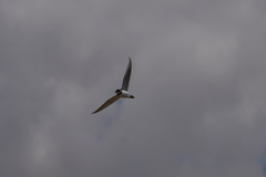 Charadrius dubius