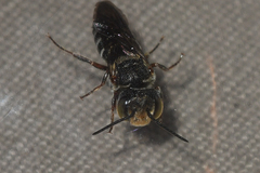 Coelioxys modestus