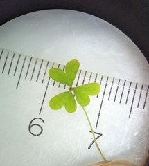 Oxalis florida