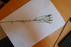 Linum