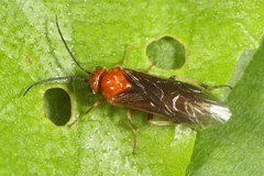 Hemichroa