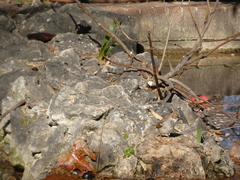 Passer domesticus