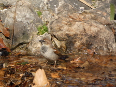 Passer domesticus