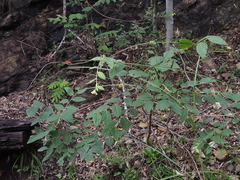 Wikstroemia sikokiana