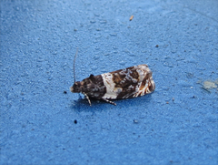 Olethreutes fasciatana