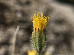 Carlquistia muirii