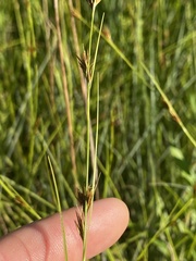 Rhynchospora stiletto