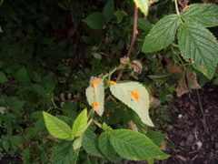 Phragmidium tuberculatum