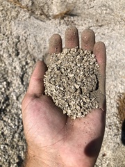 Carlquistia muirii