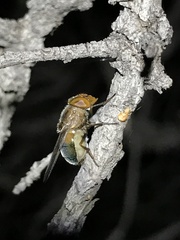 Copestylum opalescens