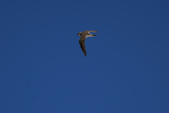 Charadrius dubius