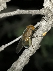 Copestylum opalescens