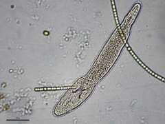 Stenostomum