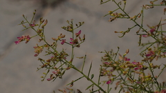 Alhagi