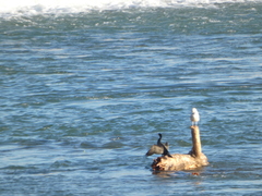 Phalacrocorax carbo