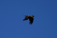 Corvus cornix