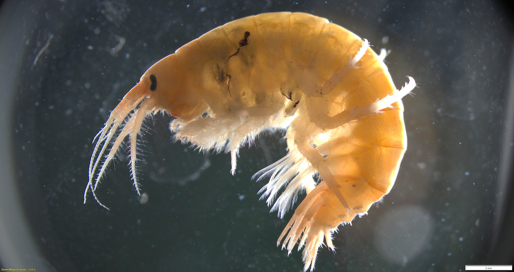 oceanic scud