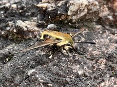 Hemaris aethra