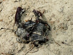 Lucanus cervus cervus