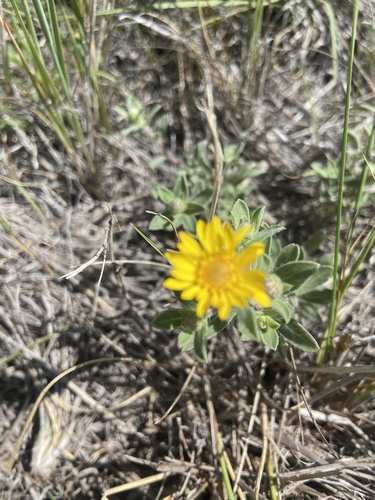Hairy False Goldenaster