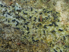 Opegrapha niveoatra