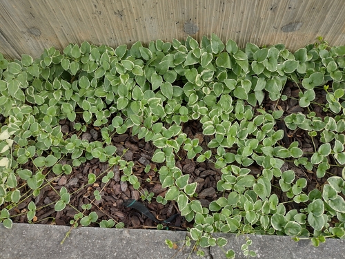 Zimzelen (Vinca)