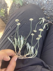 Eriogonum pauciflorum