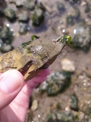 Lepidochitona cinerea