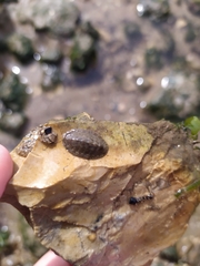 Lepidochitona cinerea