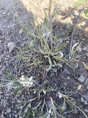 Eriogonum pauciflorum