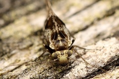 Trichadenotecnum alexanderae